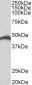 IRF4 Antibody (C-Term)