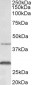 CD128 / Cxcr2 (mouse) Antibody (N-Term)