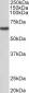 MST2 / STK3 Antibody (internal region)