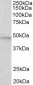 MAPK9 / JNK2 beta (aa217-230) Antibody (internal region)