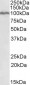 STAT5A Antibody (C-Term)