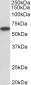 P2rx4 (mouse) Antibody (internal region)