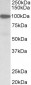 Gelsolin (isoform a) Antibody (N-Term)