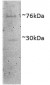 Dishevelled1 (aa20-32) Antibody (N-Term)