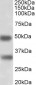GEM (aa34-46) Antibody (internal region)