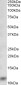 S100A8 Antibody (internal region)