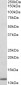 beta-2-microglobulin Antibody (N-Term)