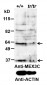 MEX3C (aa541-554) Antibody (internal region)