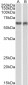 PDCD4  Antibody (internal region)