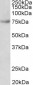 Fubp1 (mouse, aa160-174) Antibody (internal region)
