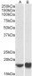 ARF4 (aa137-150) Antibody (internal region)