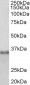 Fibrillarin / FBL Antibody (internal region)