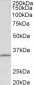 fibrillarin / FBL (aa99-110) Antibody (internal region)