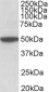 CHRM2 (aa352-364) Antibody (internal region)