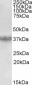 Clusterin / APOJ (aa44-58) Antibody (internal region)