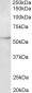 TUBB3 Antibody (internal region, near N-Term)