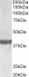 endophilin-A1 / SH3GL2 Antibody (internal region)