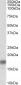 Alpha-synuclein (NACP140) Antibody (internal region)