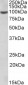 ICAM1 Antibody (internal region)