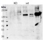 Contactin 4 / Big-2 (mouse aa160-172) Antibody (internal region)