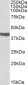 cardiac troponin T Antibody (C-Term)