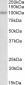 periostin Antibody (C-Term)