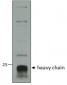 cathepsin C / DPP1 (aa238-252) Antibody (internal region)