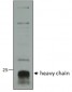 cathepsin C / DPP1 (aa238-252) Antibody (internal region)