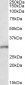Fgf14 (mouse N terminus) Antibody (N-Term)