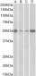 EEF1A2 Antibody (internal region)