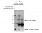 ERK3 / MAPK6 Antibody (internal region, near C-Term)