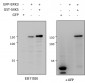 ERK3 / MAPK6 Antibody (internal region, near C-Term)