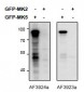 MK5 / MAPKAPK5 Antibody (internal region)