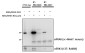 MK5 / MAPKAPK5 (aa192-206) Antibody (internal region)