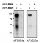MK5 / MAPKAPK5 (aa192-206) Antibody (internal region)