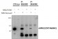 MK2 / MAPKAPK2 Antibody (internal region, near C-Term)