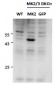 MK2 / MAPKAPK2 Antibody (internal region, near C-Term)