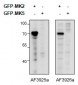 MK2 / MAPKAPK2 Antibody (internal region, near C-Term)