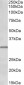 IGFBP1 Antibody (C-Term)