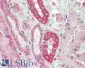 CAPN1 Antibody (internal region)