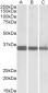 MDH1 / MOR2 Antibody (internal region)