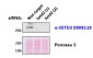 MDH1 / MOR2 (aa211-223) Antibody (internal region)