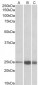 TNNI2 (aa83-95) Antibody (internal region)