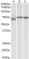 DMTF1 (aa629-642) Antibody (internal region)