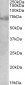 DMTF1 (isoform a) Antibody (N-Terminus)