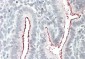 BCAR1 Antibody (internal region)