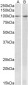 BCAR1 Antibody (internal region)