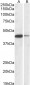 CREB1 (aa96-109) Antibody (internal region)