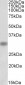 Cone-rod homeobox (C Terminus) Antibody (internal region, near C-Term)