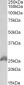 HOXB6 Antibody (internal region)